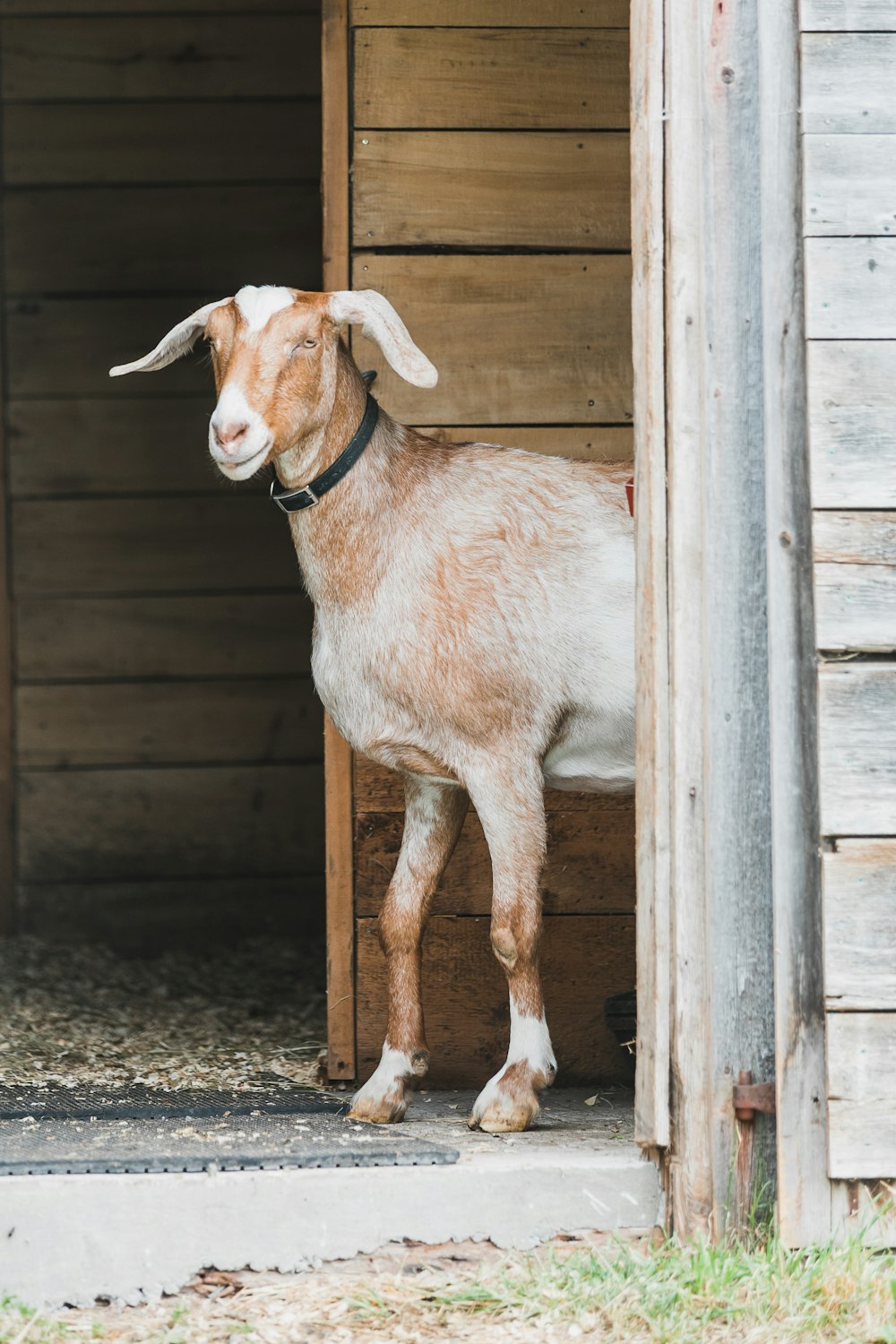 a goat standing inside of a wooden shed