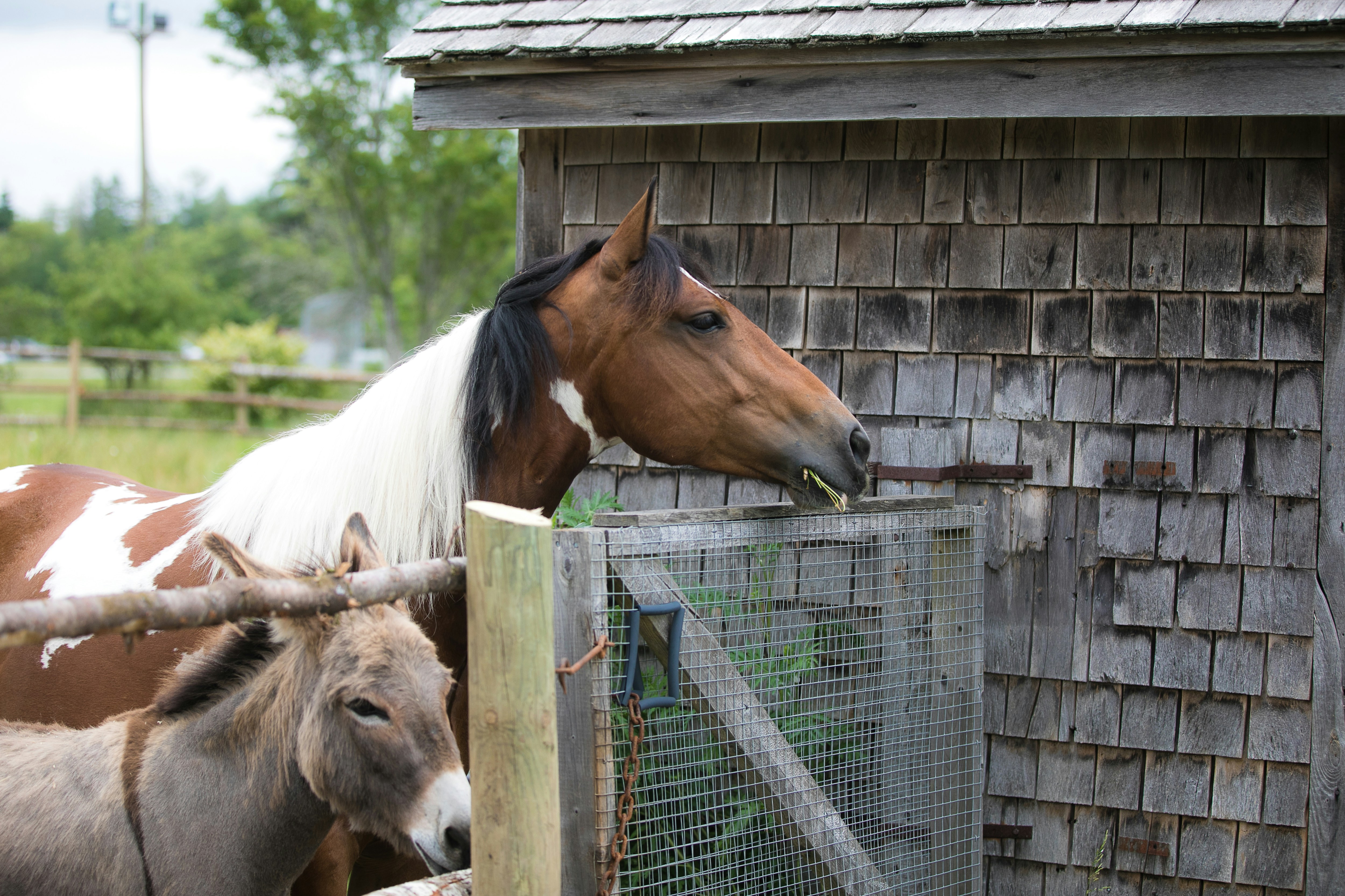 a brown and white horse standing next to a brown and white horse