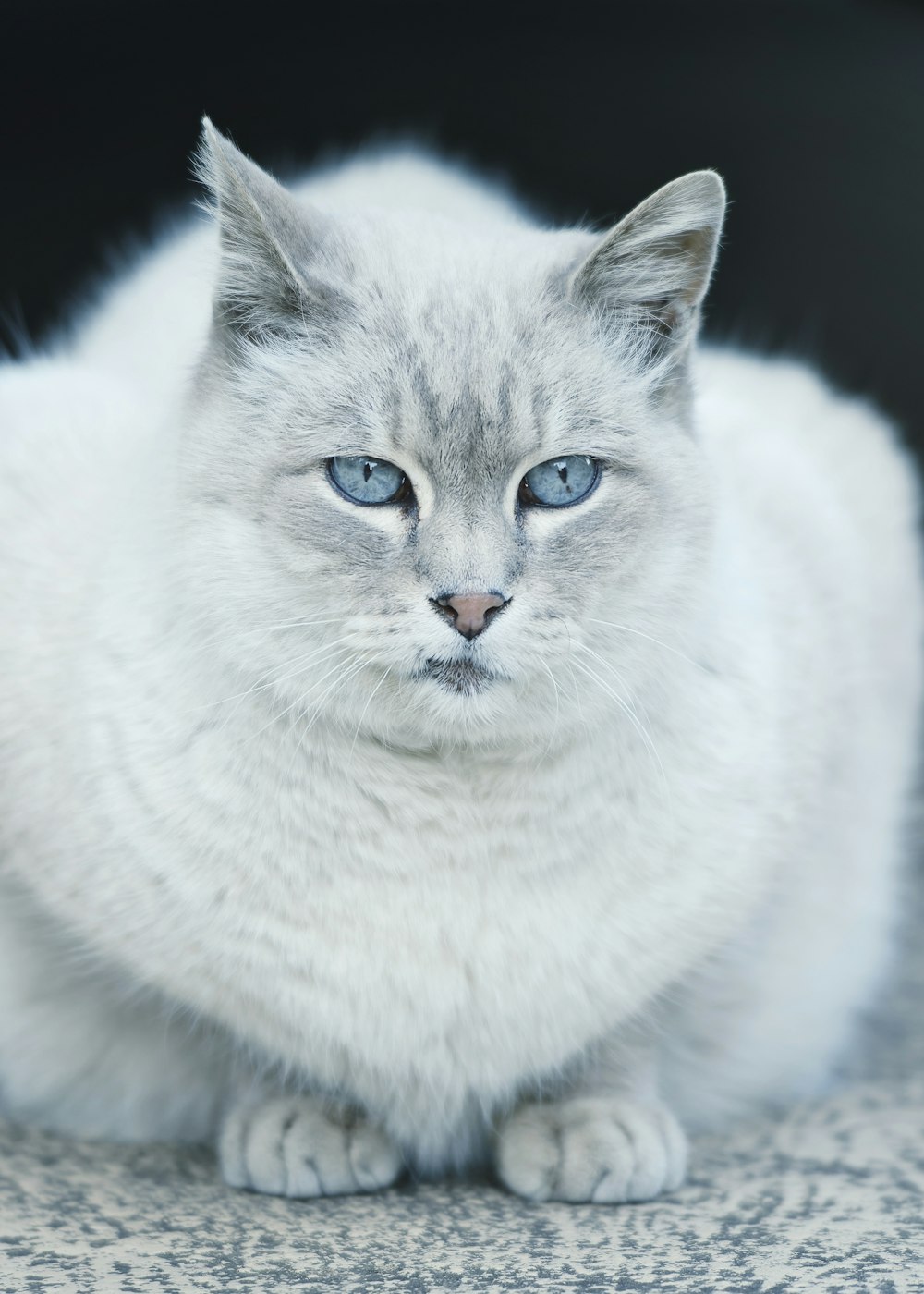 a close up of a cat with blue eyes