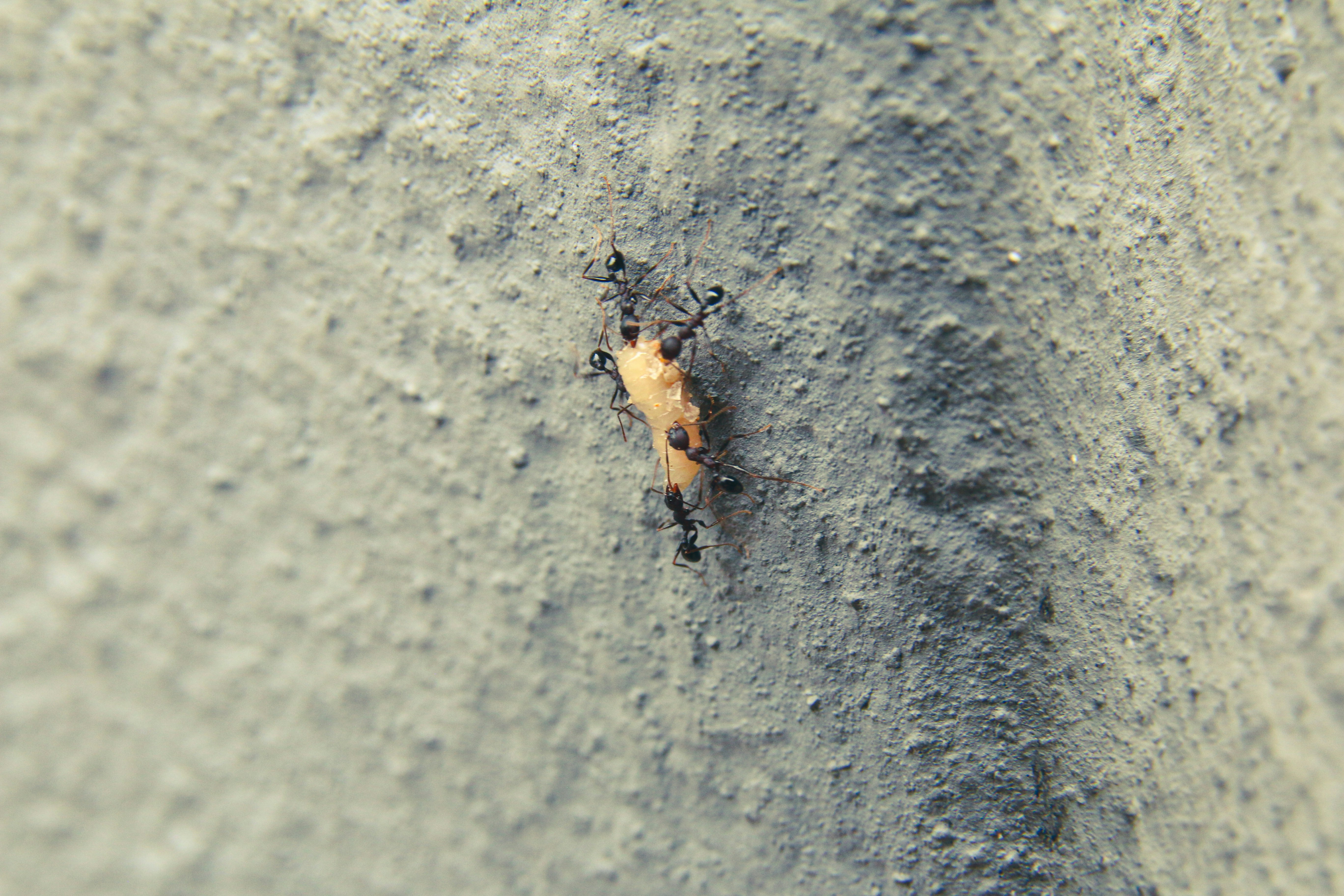 A bug crawling on the side of a cement wall photo Free Grey Image on