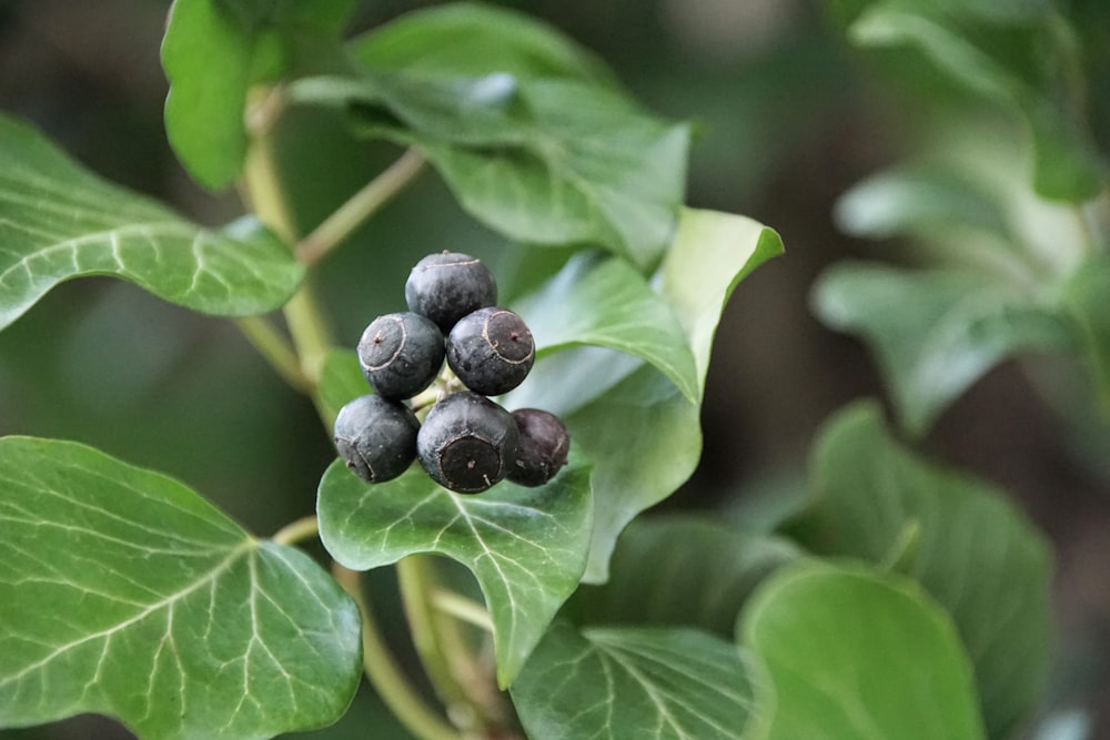 a close up of a bunch of berries on a tree