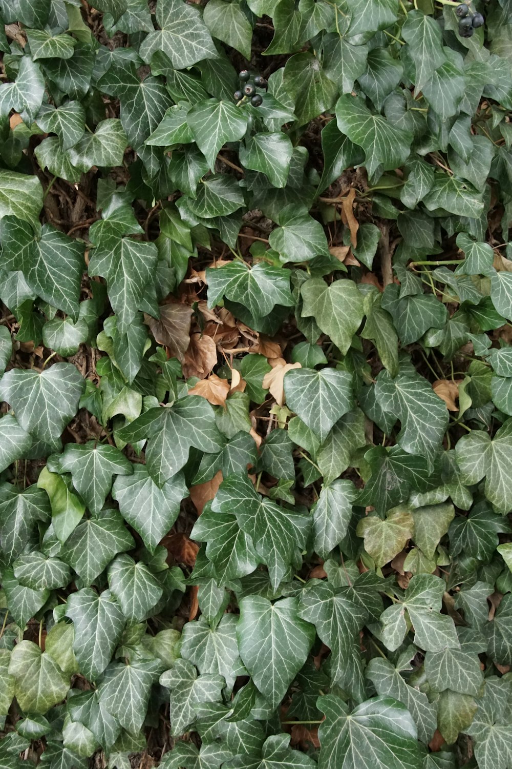 a close up of a plant with green leaves