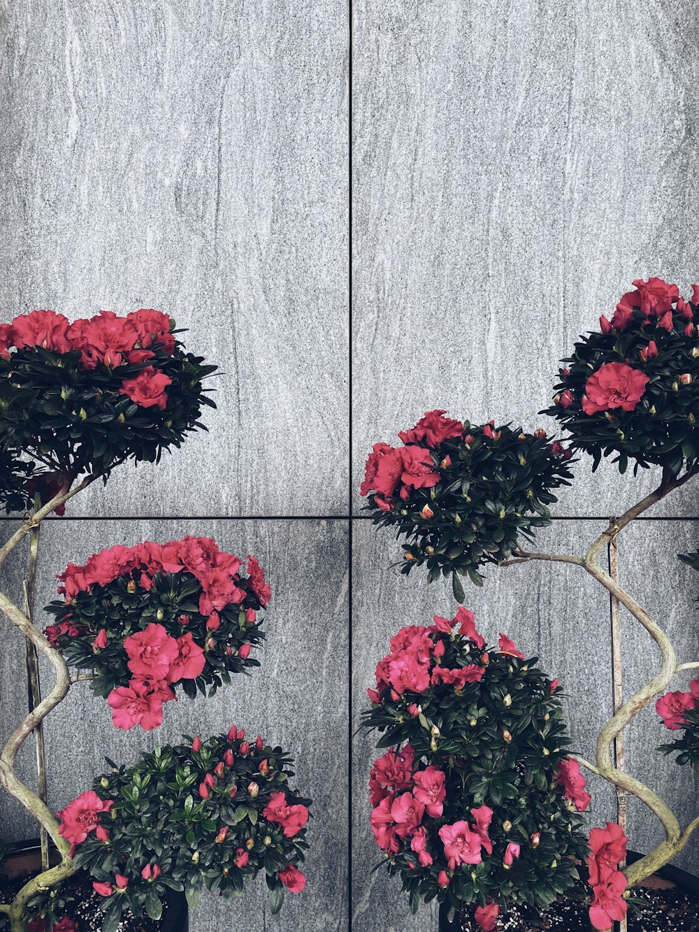 a couple of potted plants with pink flowers