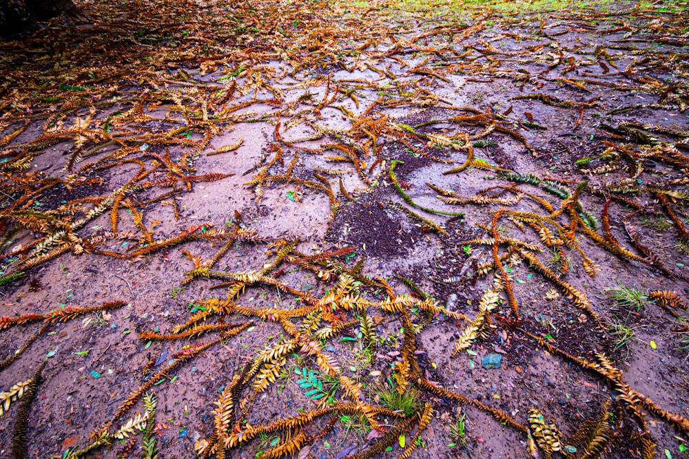 a bunch of tree roots that are on the ground