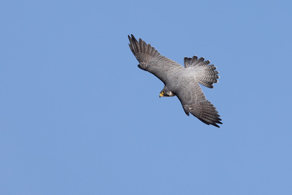 a bird flying through a blue sky with a yellow beak