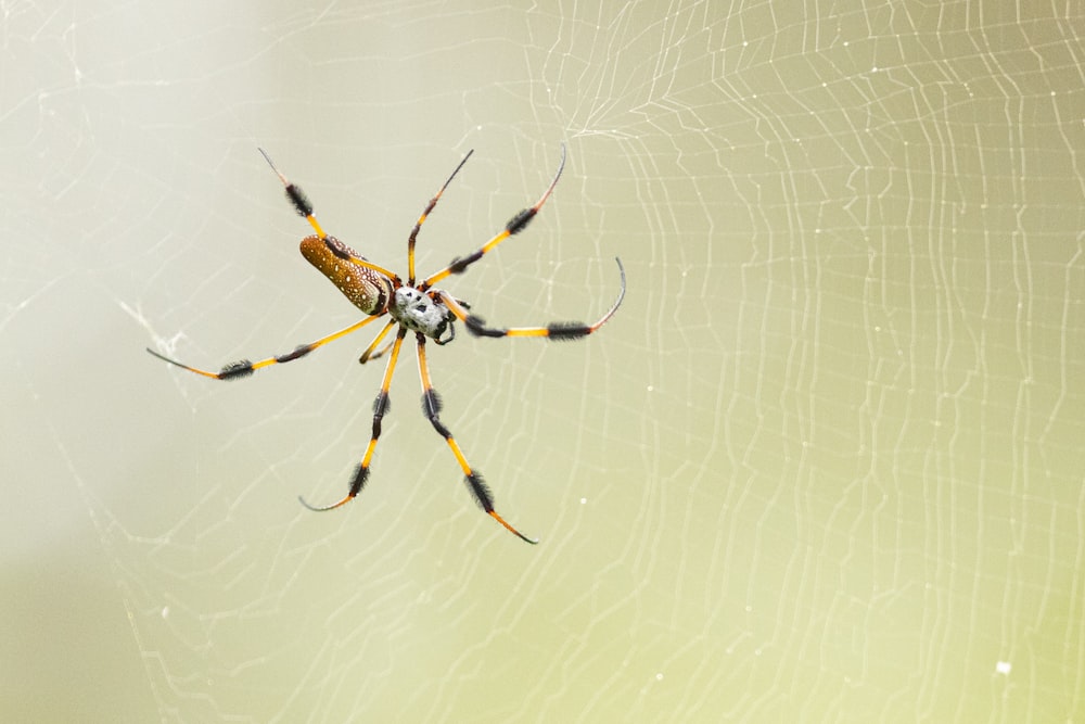 a yellow and black spider sitting on its web