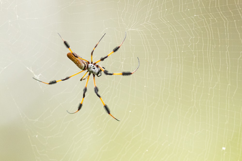 uma aranha amarela e preta sentada em sua teia