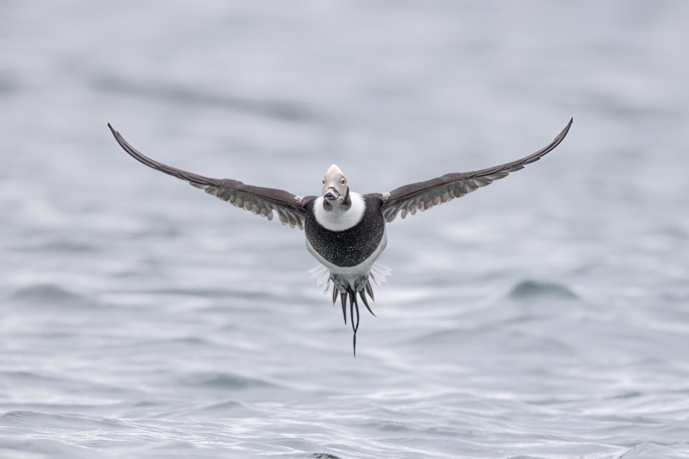 a bird flying over the water with its wings spread