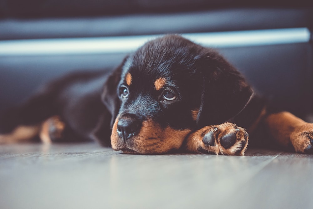 a black and brown dog laying on the floor