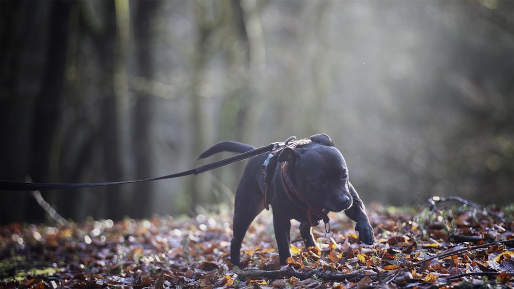 a dog with a leash walking through a forest