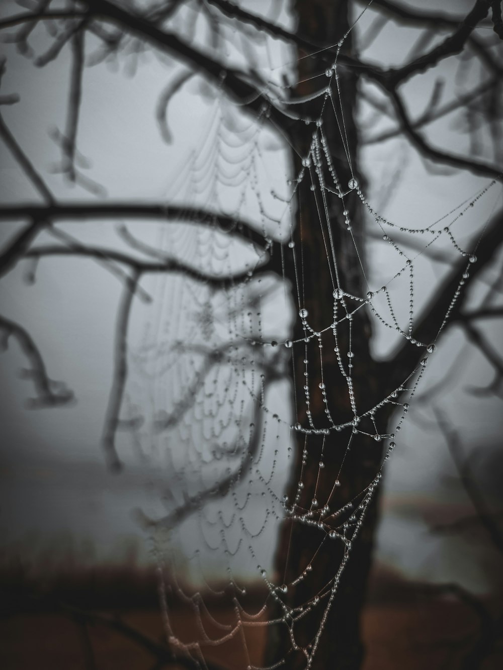 a spider web hanging from a tree branch