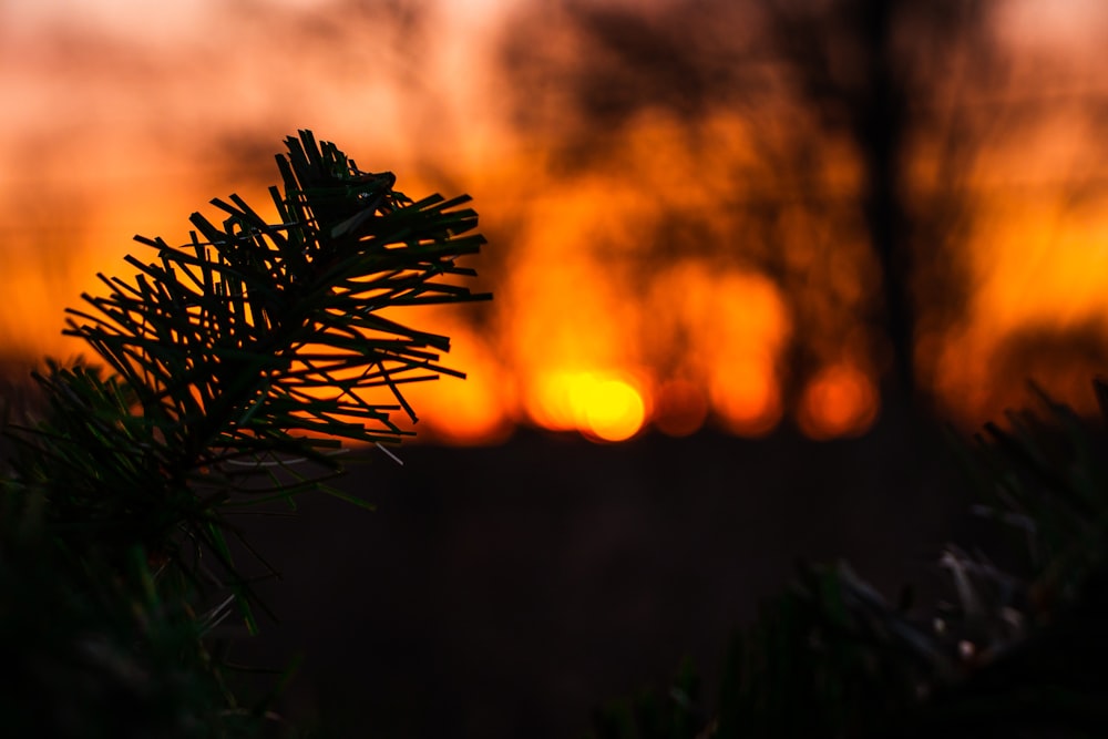 a pine tree branch with the sun setting in the background