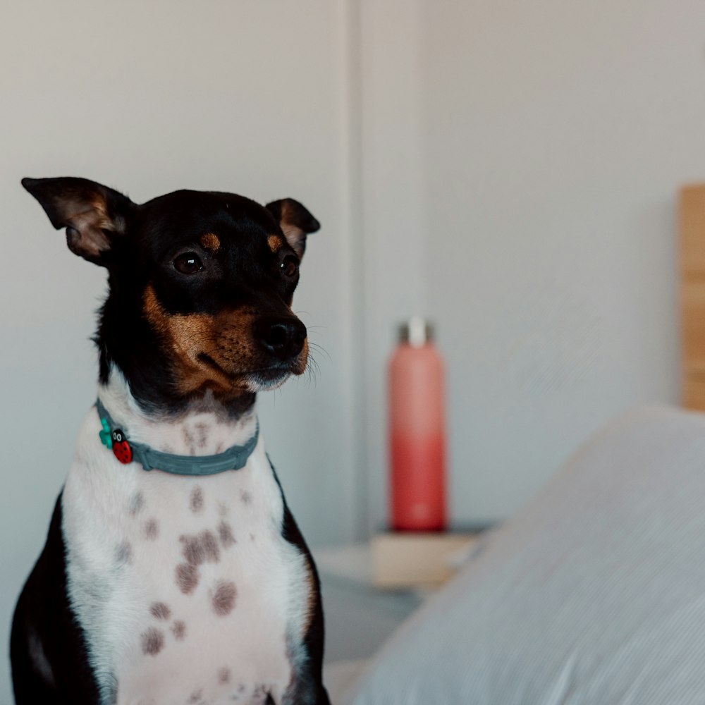 a black and brown dog sitting on top of a bed