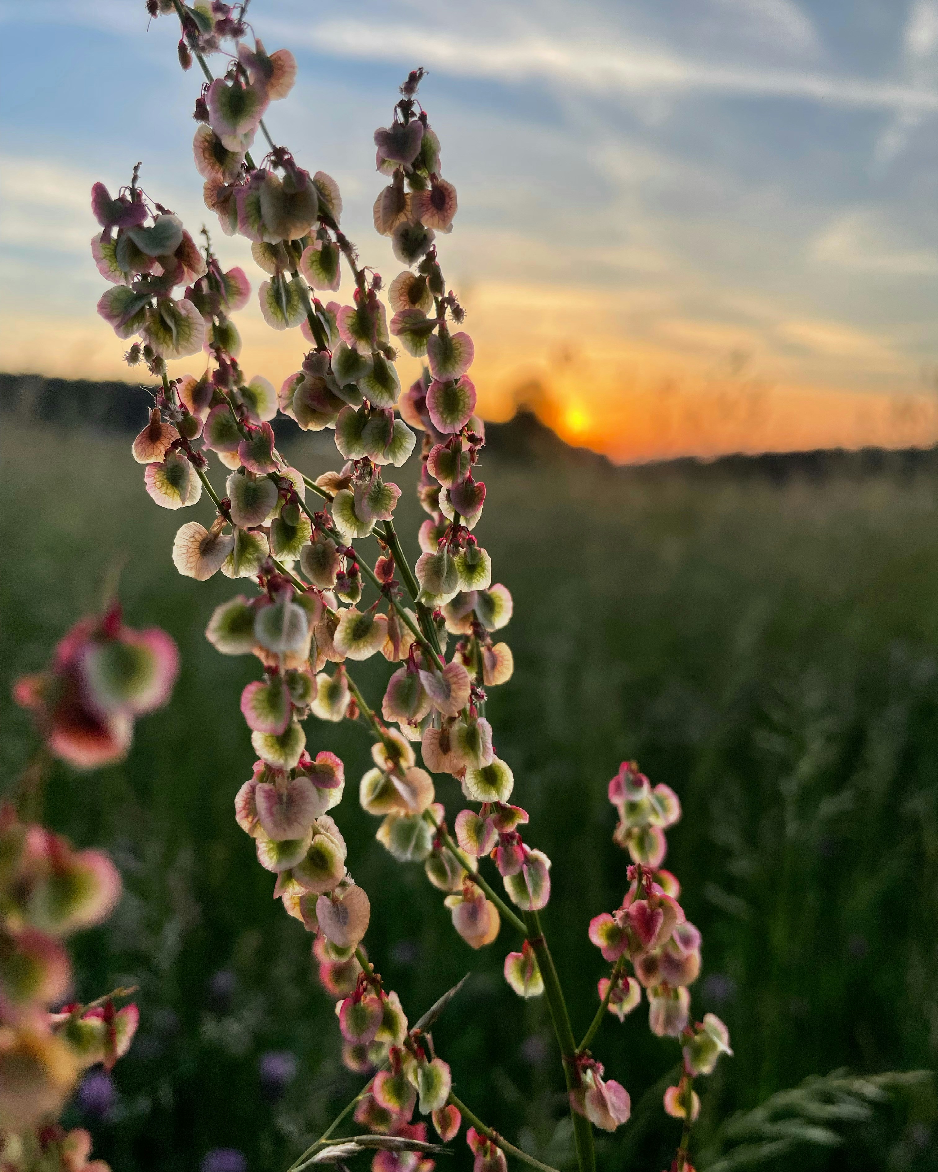 Un primer plano de una flor en un campo