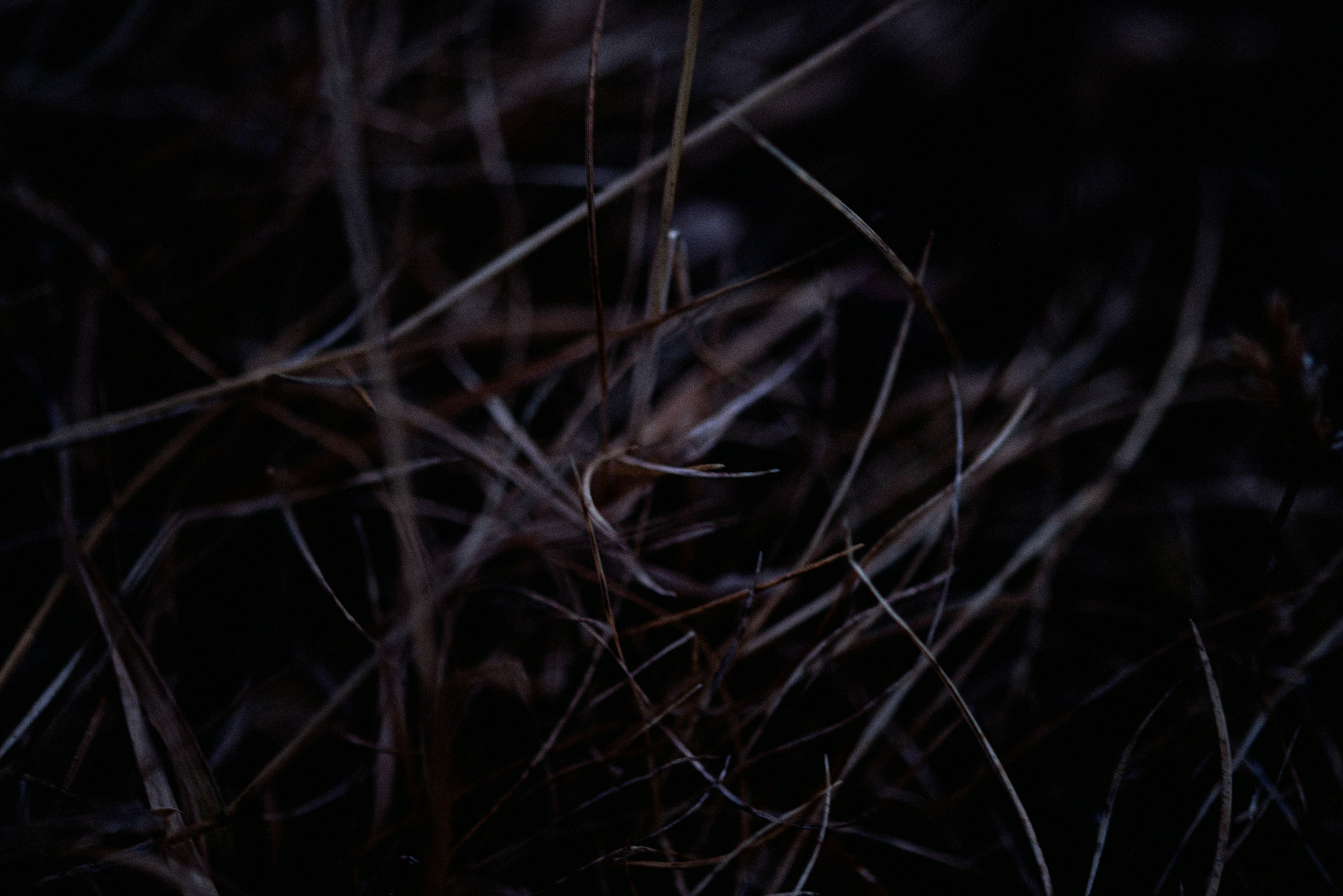 Photo by lauraadaiphoto