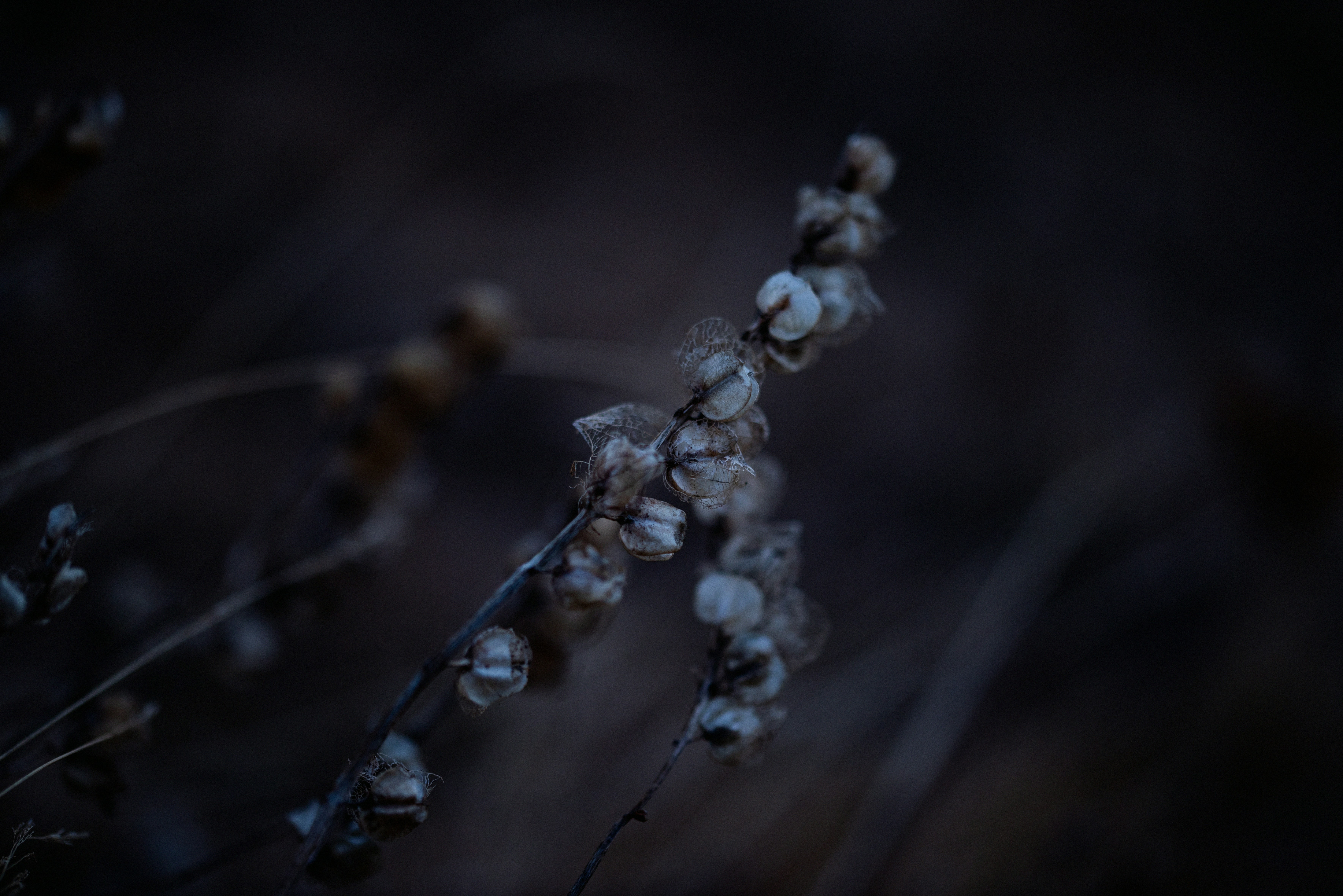 Photo by lauraadaiphoto