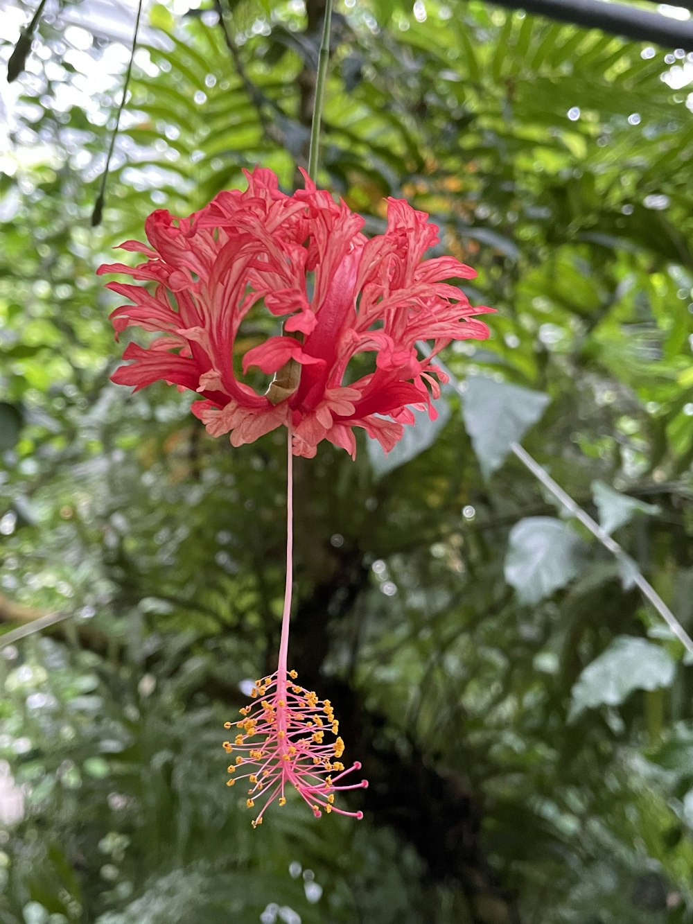 a red flower hanging from a tree in a forest
