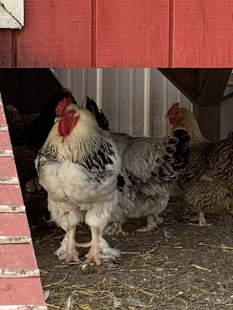 Numerous chickens are gathered in an area partially enclosed by red wooden and gray walls. The focus is on a large rooster with prominent black and white plumage standing in the foreground, surrounded by several hens.