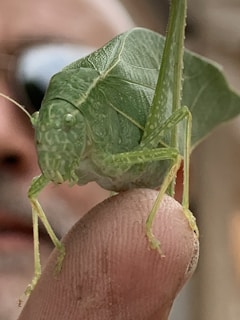 A close-up of a satisfied customer shaking hands with an InsectGo technician.