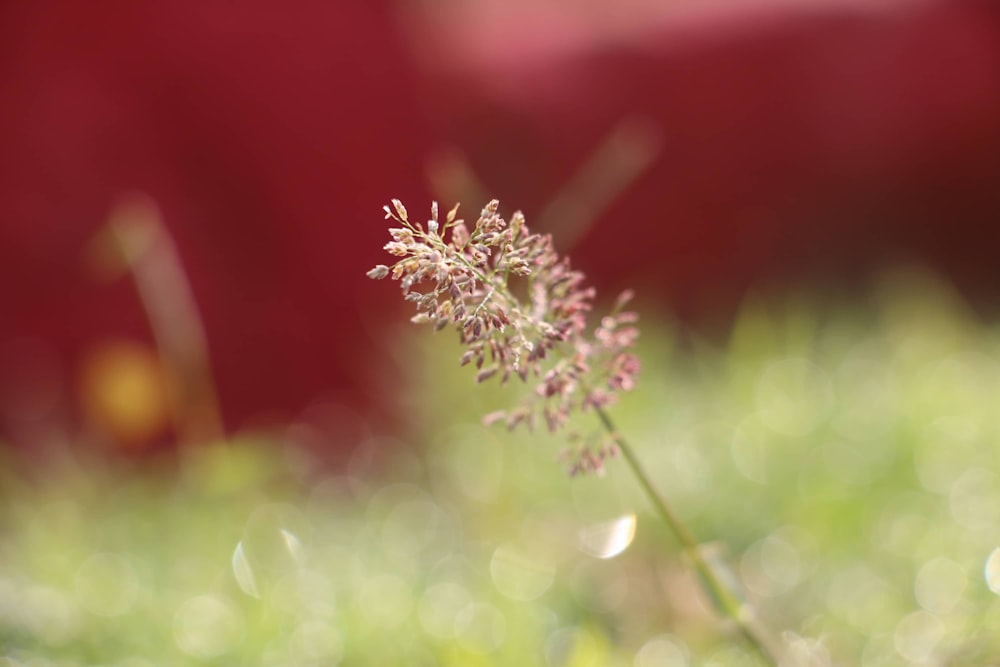 a close up of a flower in the grass