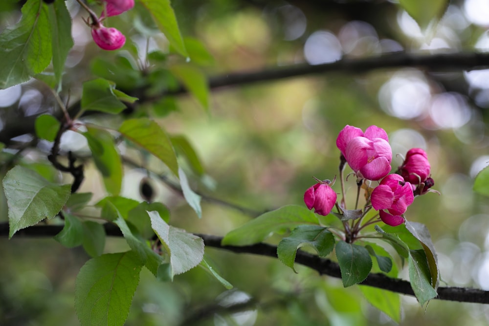 a pink flower is blooming on a tree branch