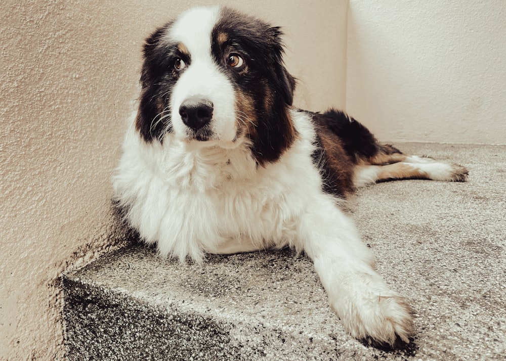 a black and white dog laying on top of a cement step