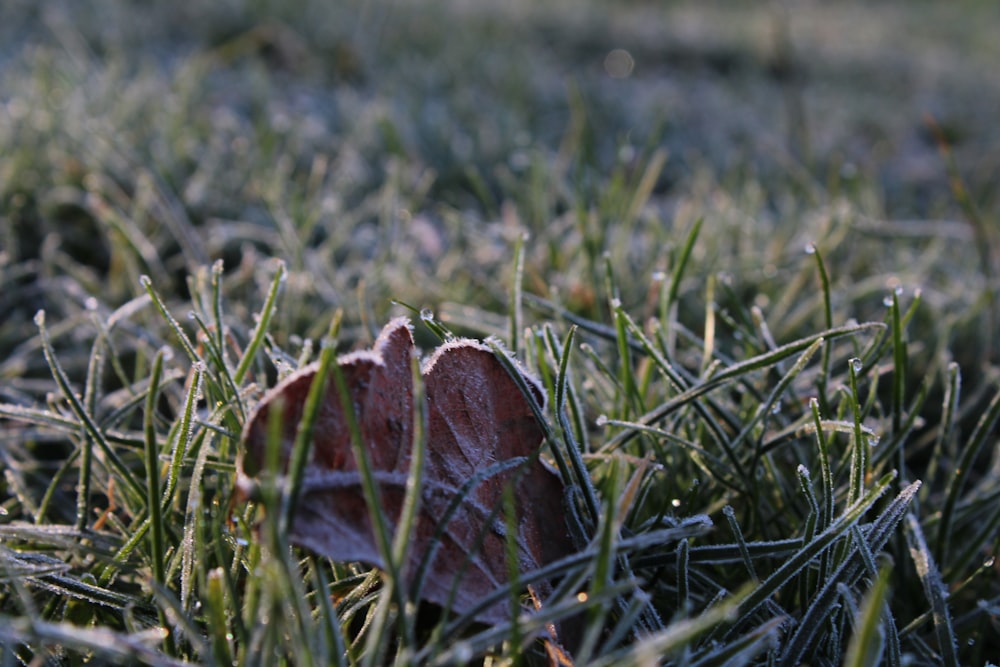 a frosted leaf laying in the grass