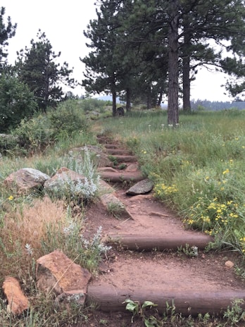 A rustic wooden path made of logs and dirt weaves through a lush, green natural setting. The path is bordered by various types of grass and wildflowers, with large rocks scattered along the sides. Tall pine trees stand in the background, adding depth to the scene.