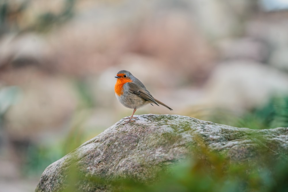 a small bird sitting on top of a rock