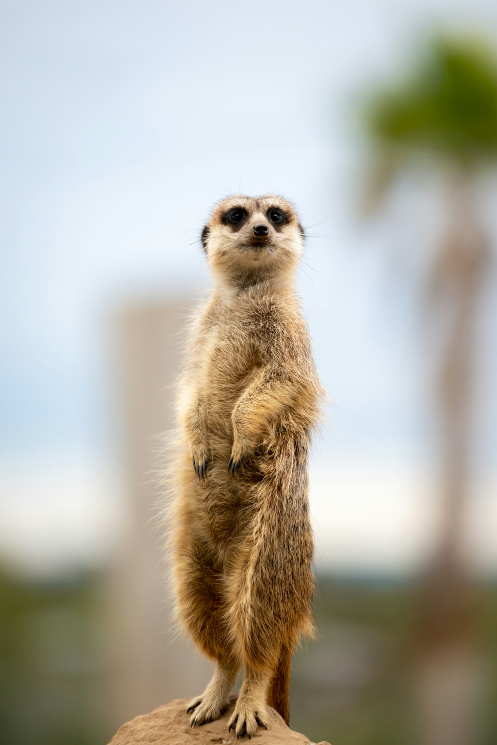 a meerkat standing on top of a rock