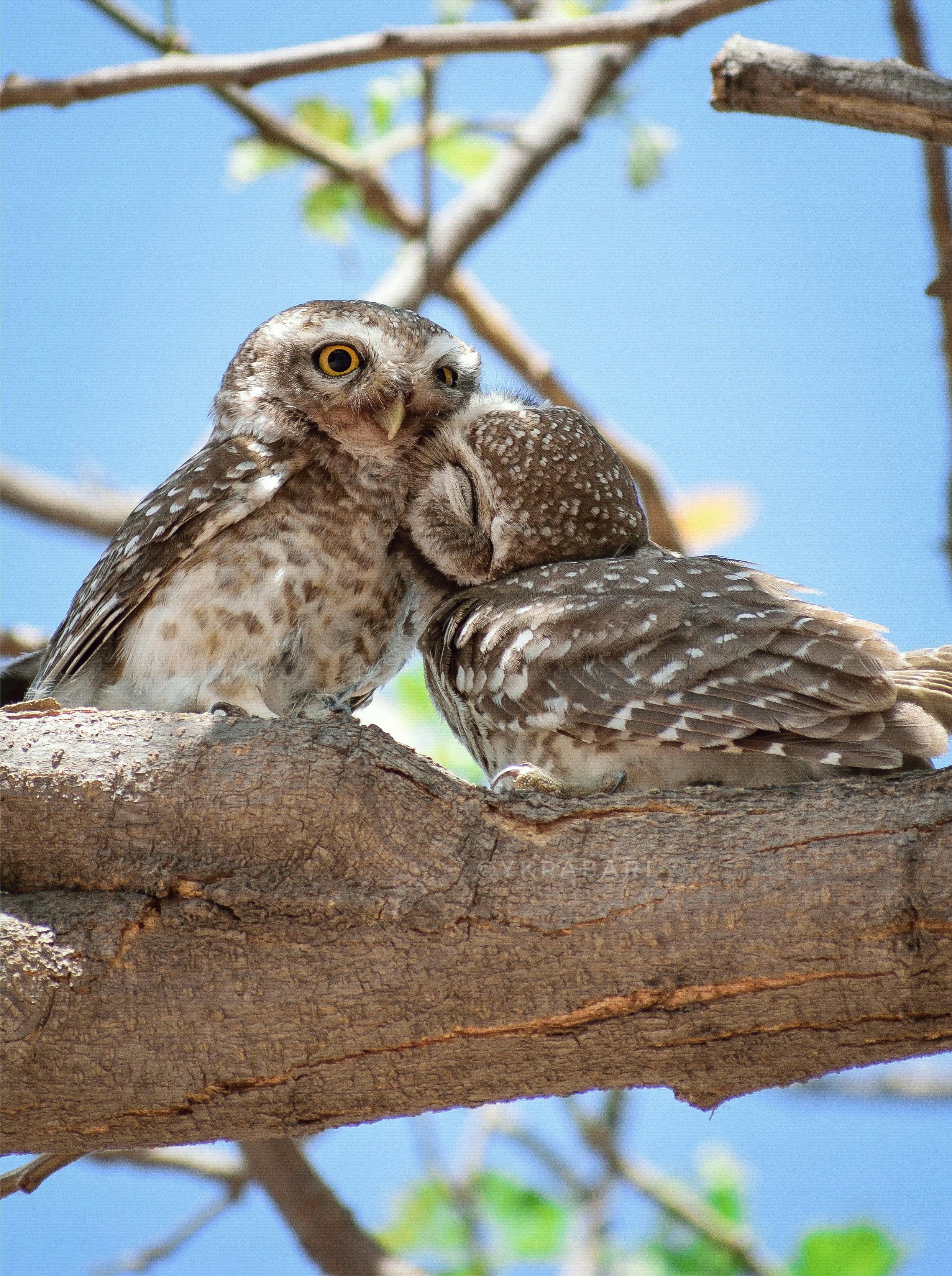 A couple of owls sitting on top of a tree branch photo – Free Bird ...