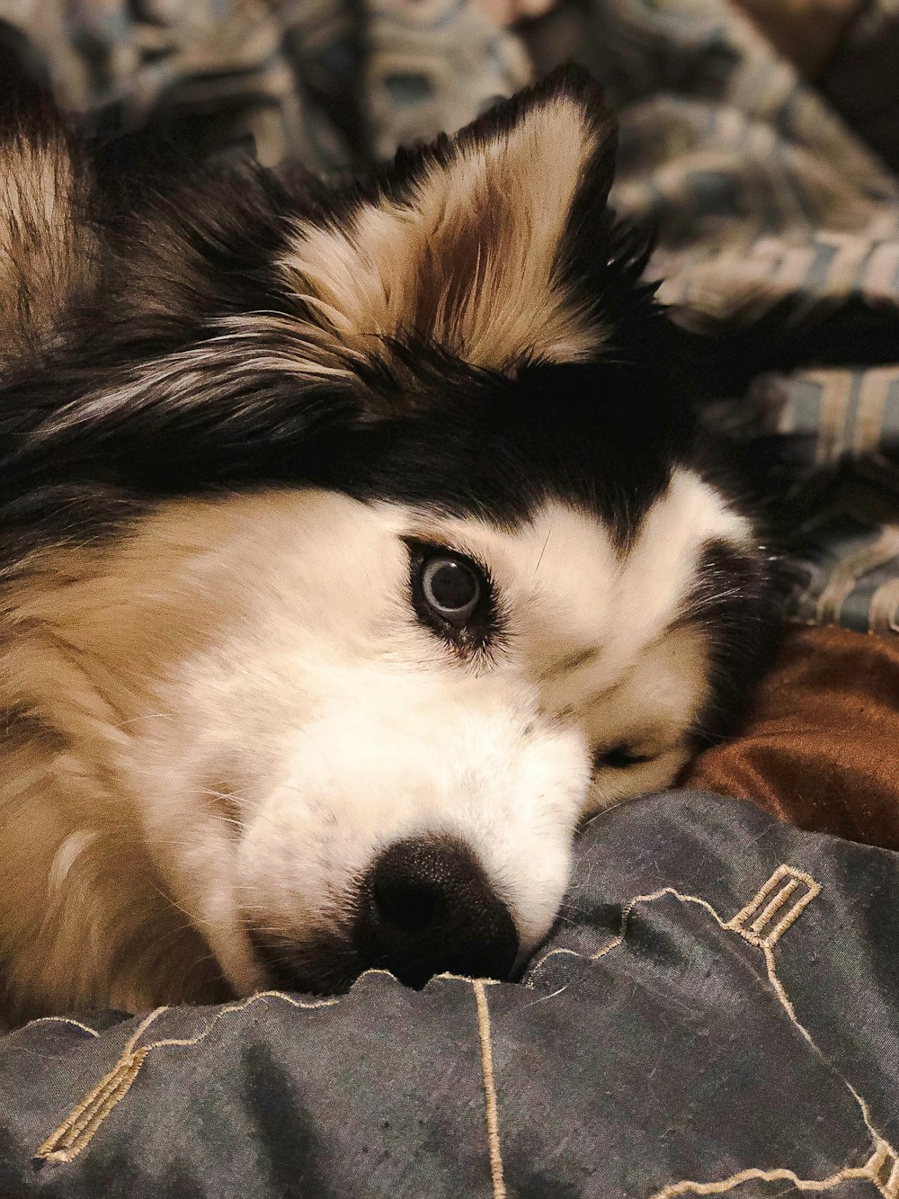 um close up de um cão deitado em uma cama