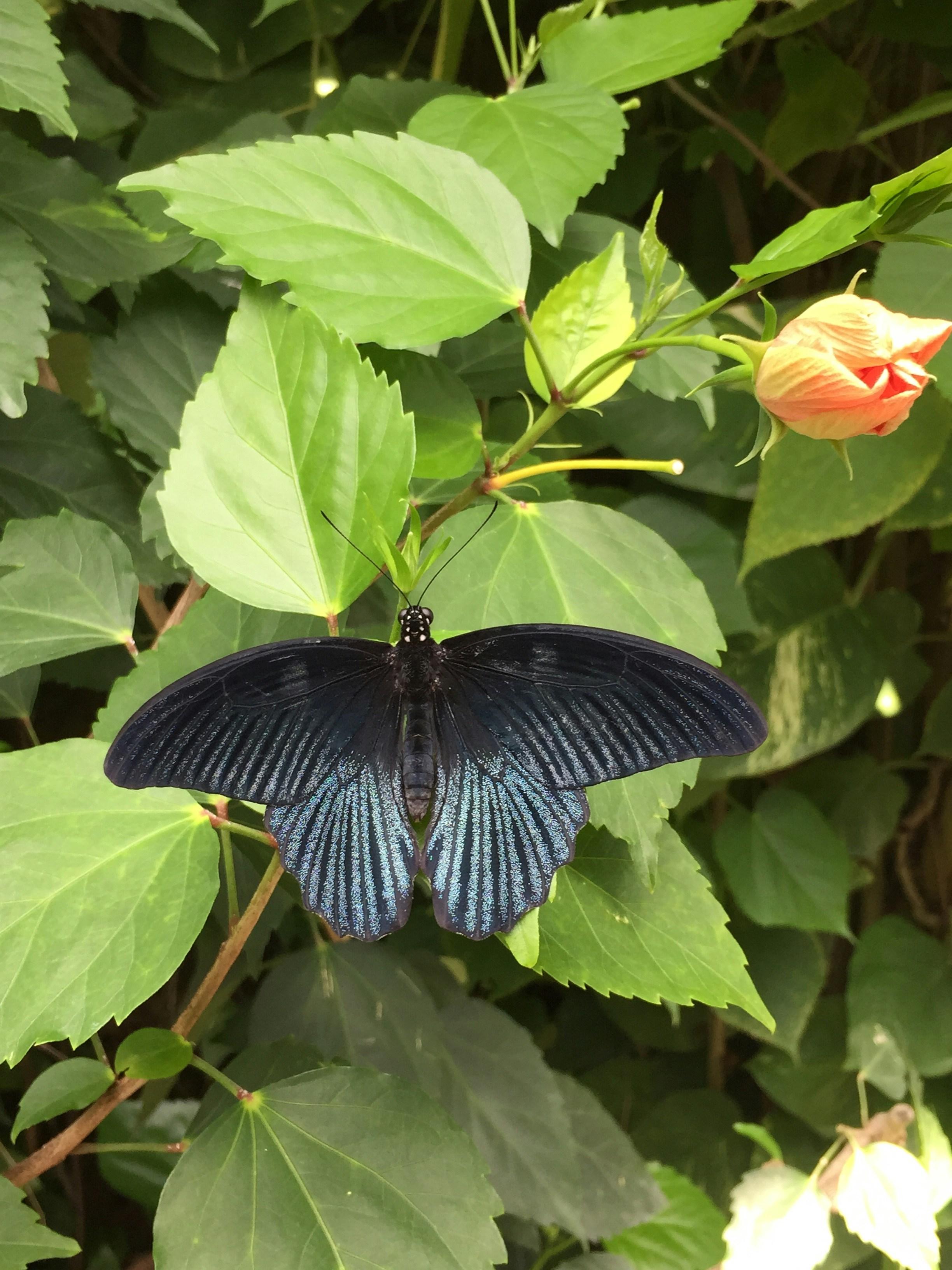 Butterfly and rose…a reminder that summer will soon be on her way