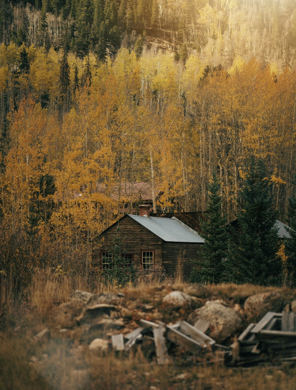 a cabin in the middle of a forest