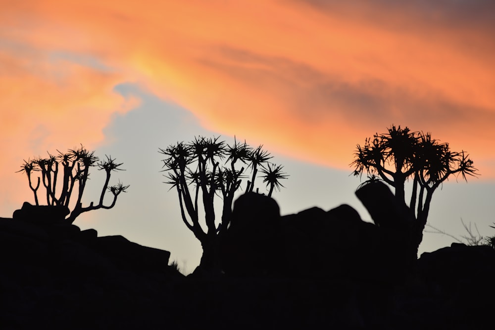 a group of cactus plants silhouetted against a sunset sky