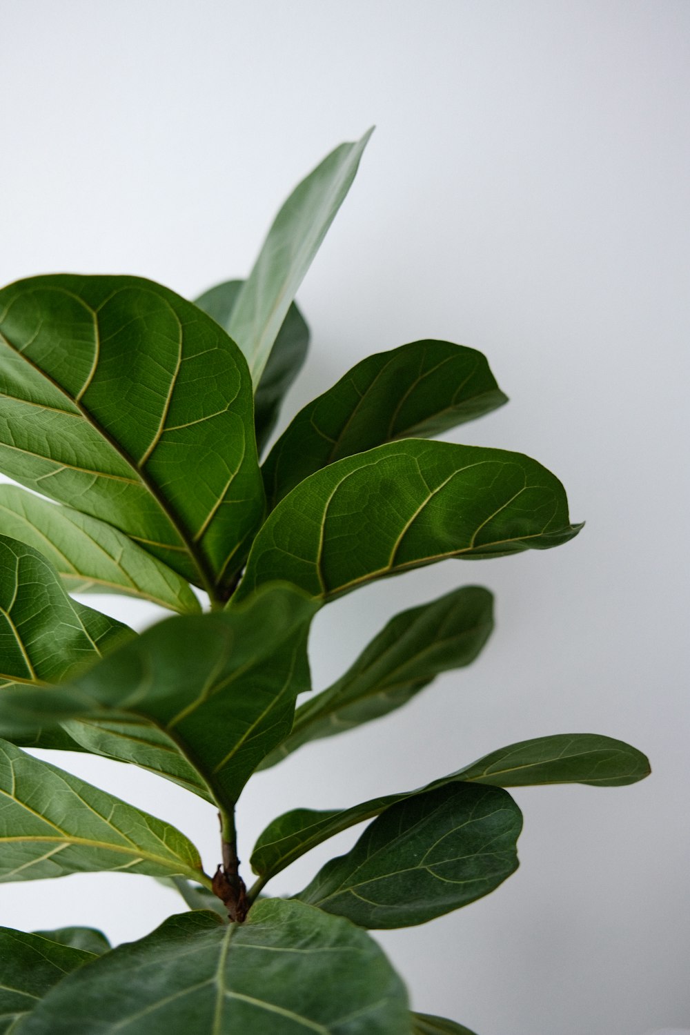 a close up of a plant with green leaves