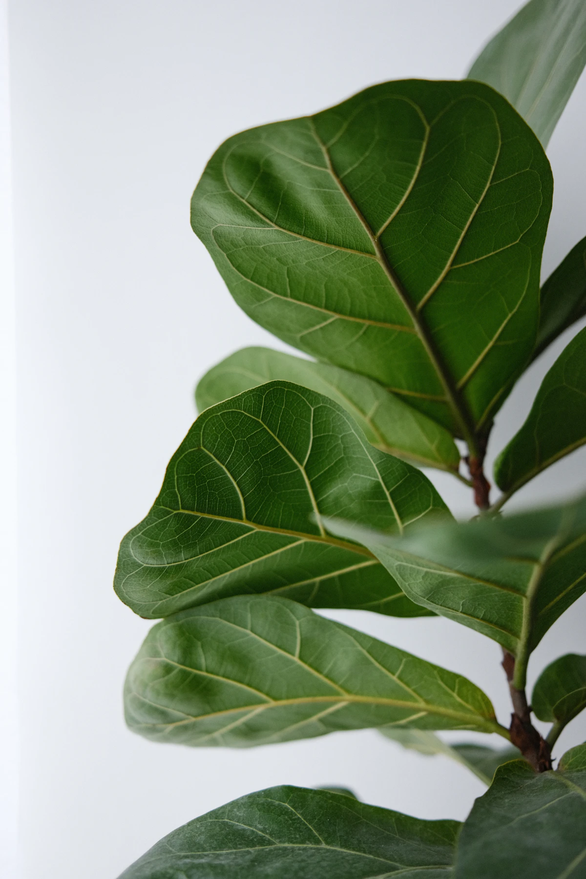 Close-up of a single large fiddle leaf fig leaf showing the deep green colour and prominent veining