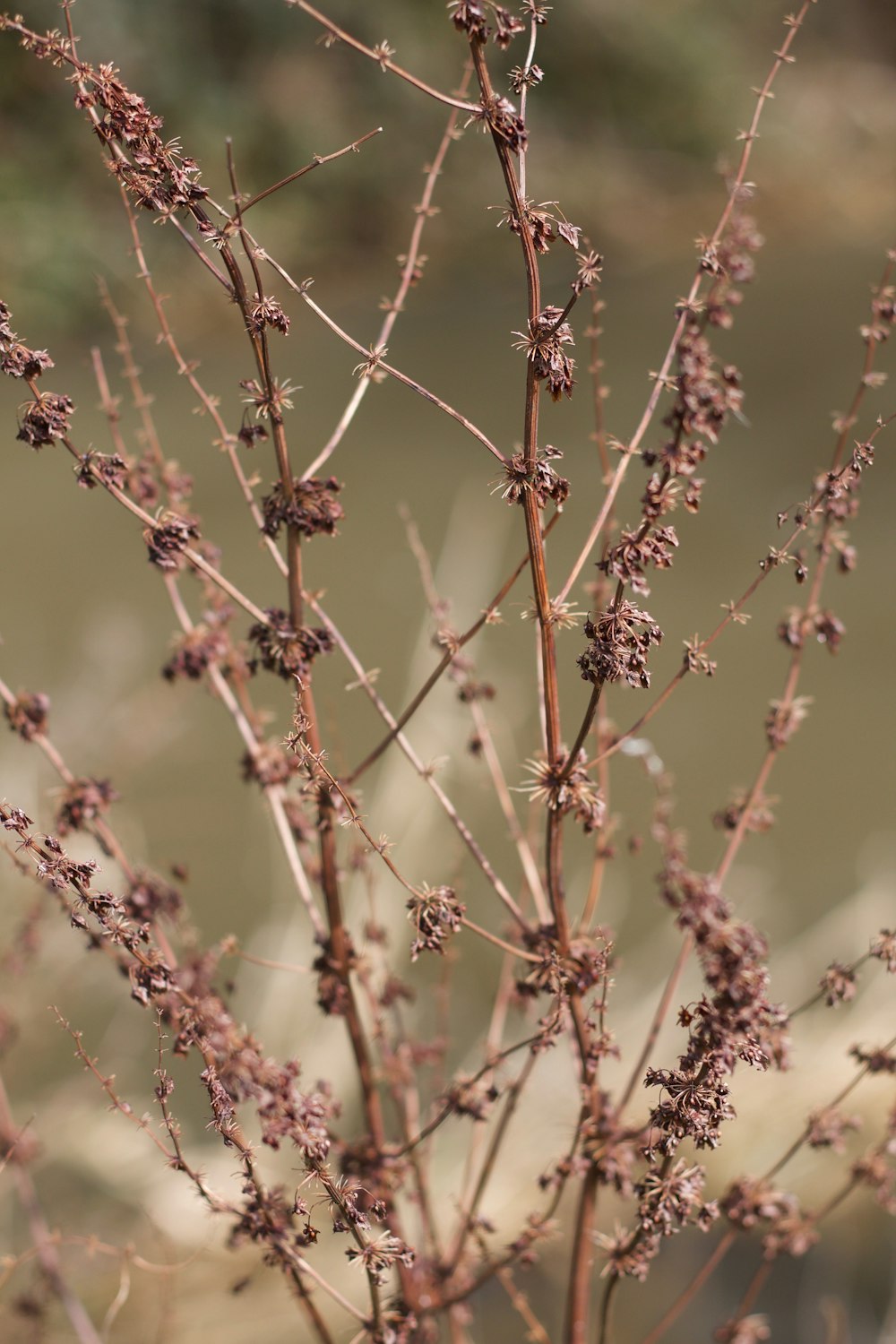 a close up of a plant with small flowers