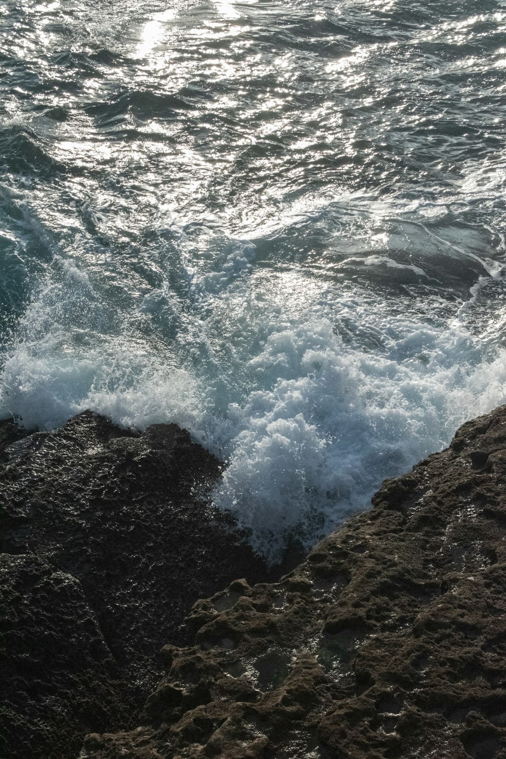 a bird sitting on a rock near the ocean