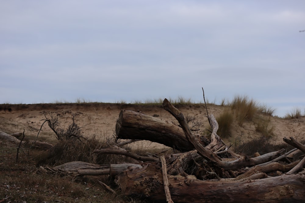 a pile of wood sitting on top of a dry grass field