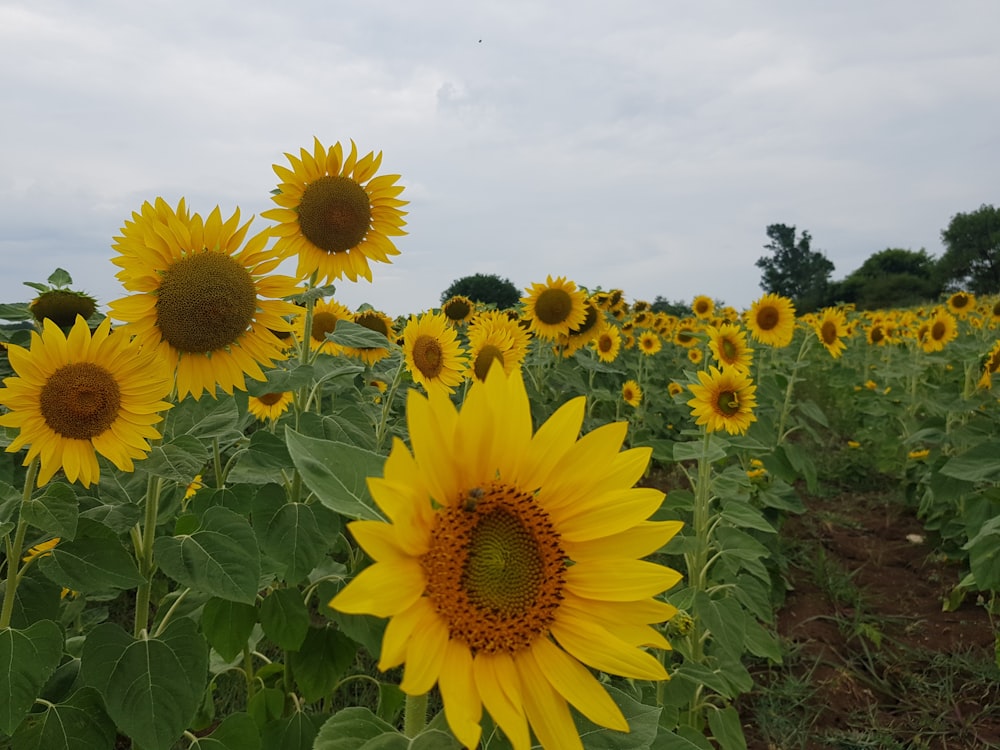 a field of sunflowers with a sky background
