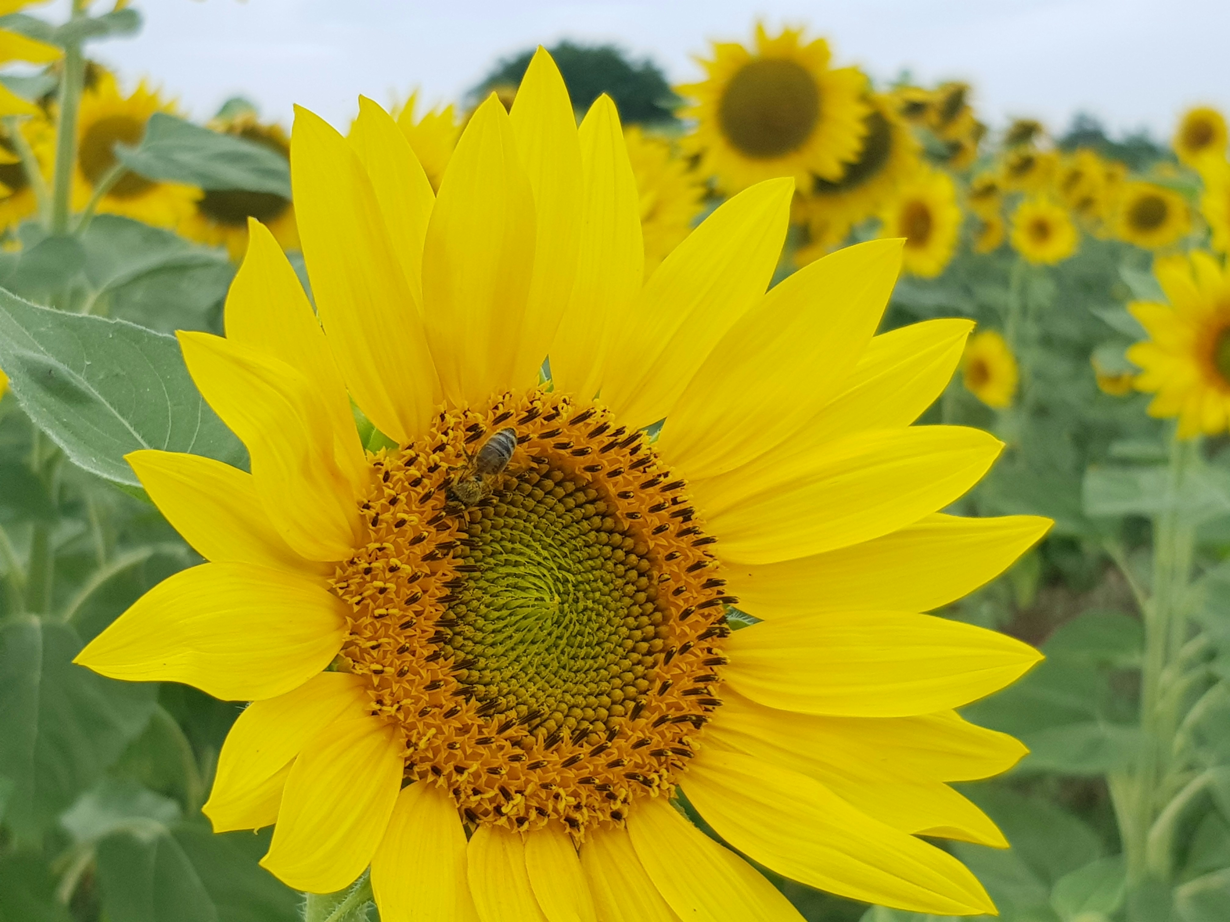 a large sunflower with a bee on it