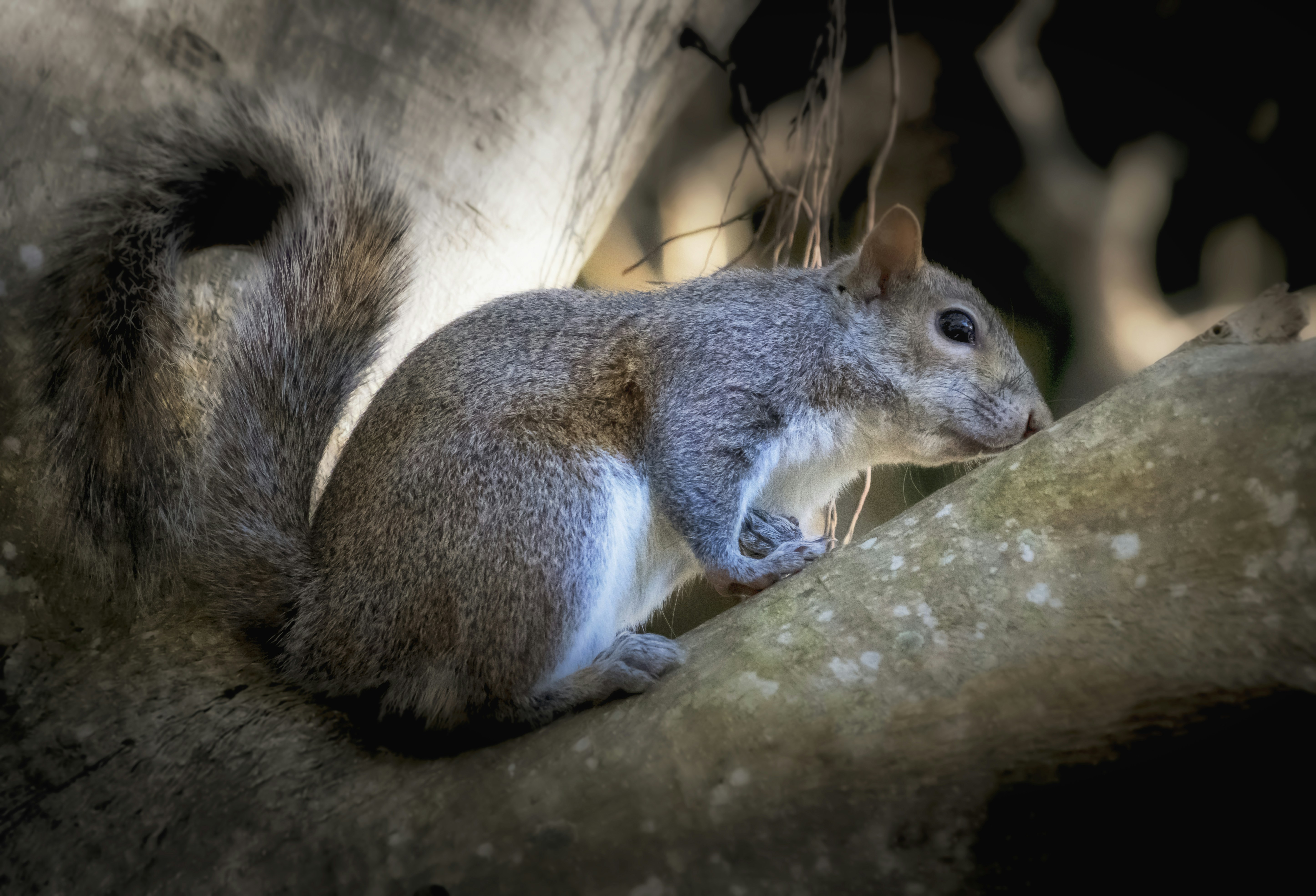 피그미다람쥐 키우기 수명 및 사육 환경 조성 팁 이미지2