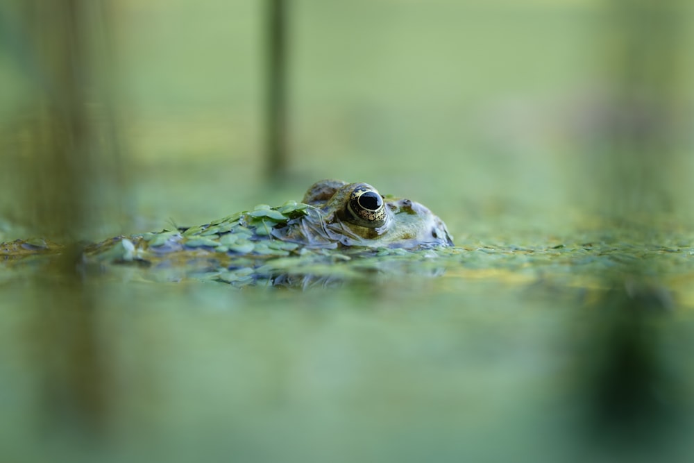a frog that is swimming in some water