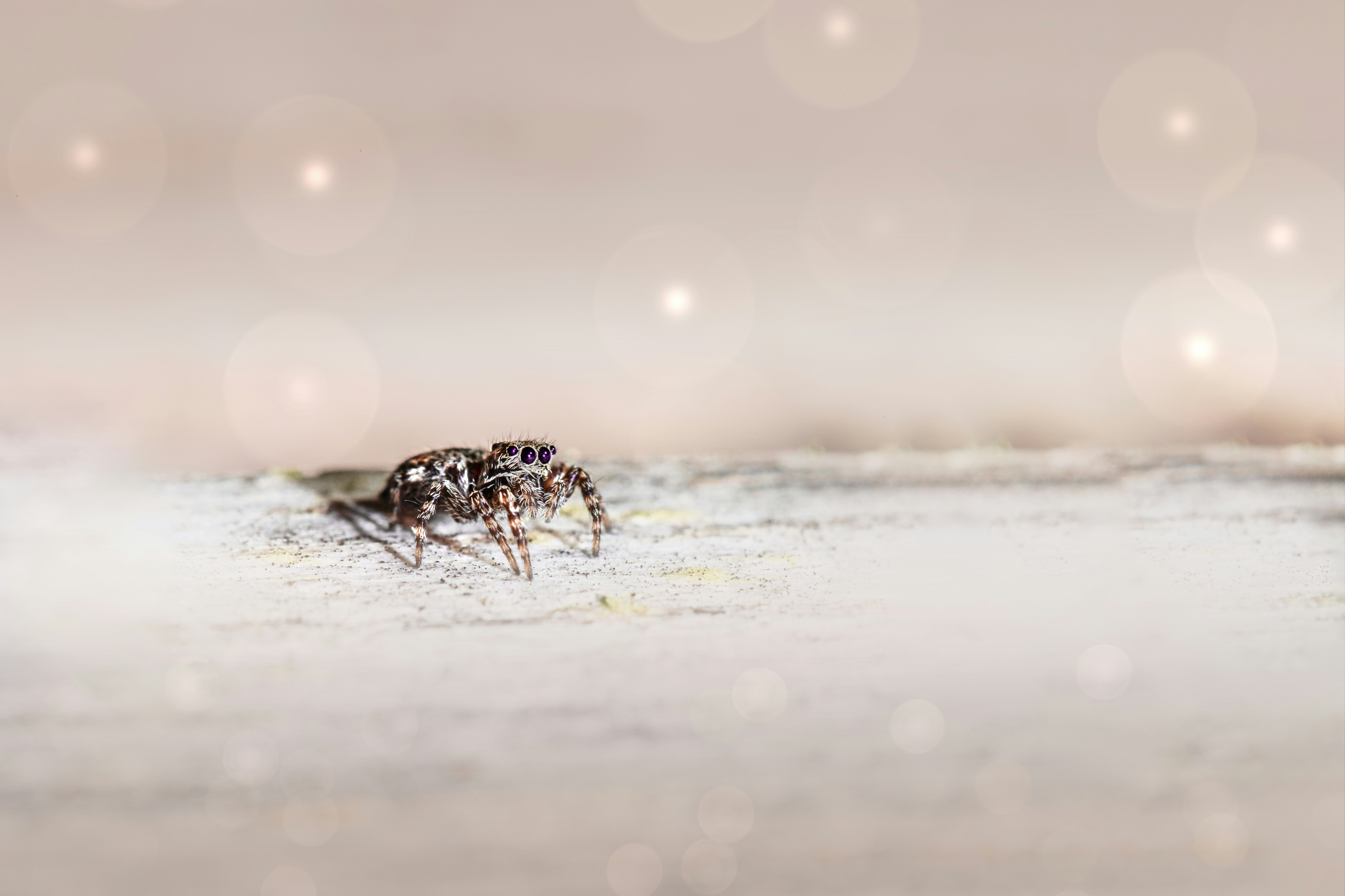 Photo by erik_karits