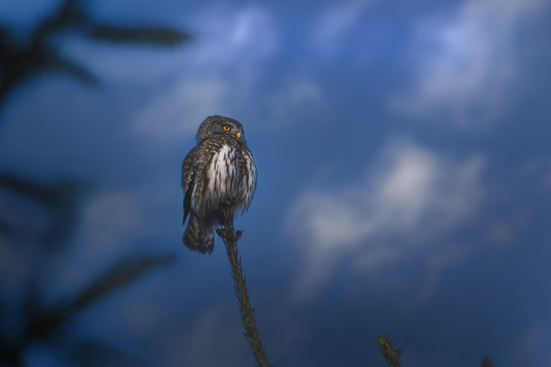 A serene owl perched on a branch, symbolizing wisdom and clarity in a soft indigo sky.