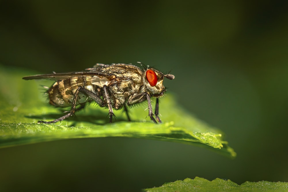 a close up of a fly on a leaf