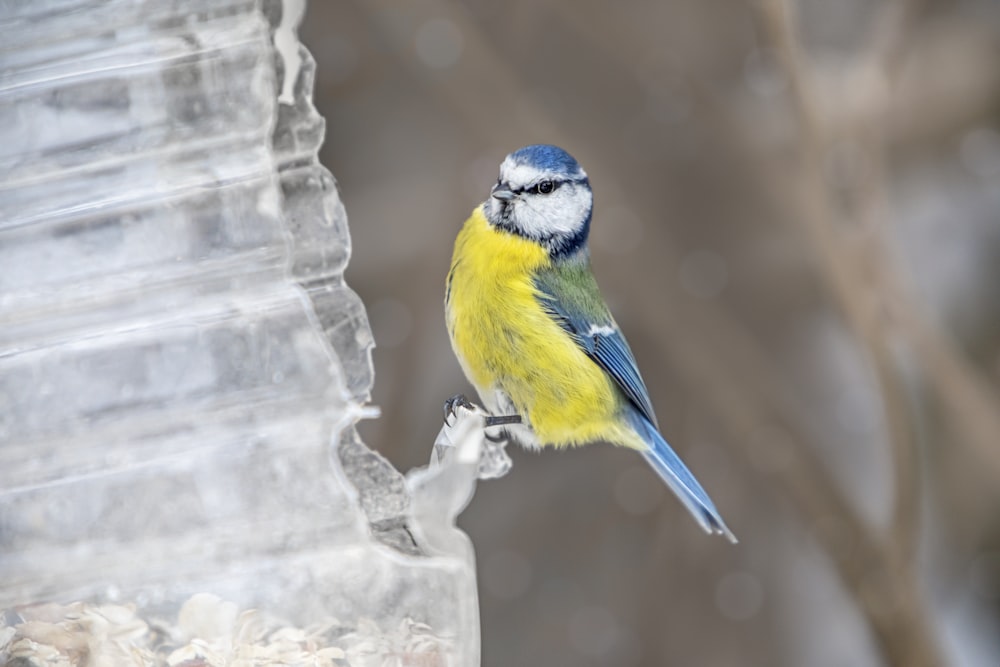 a small blue and yellow bird perched on a branch