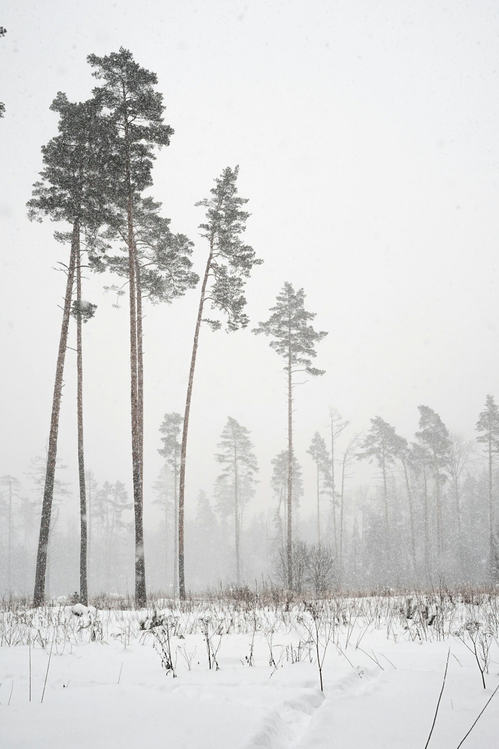 a snow covered forest filled with lots of tall trees