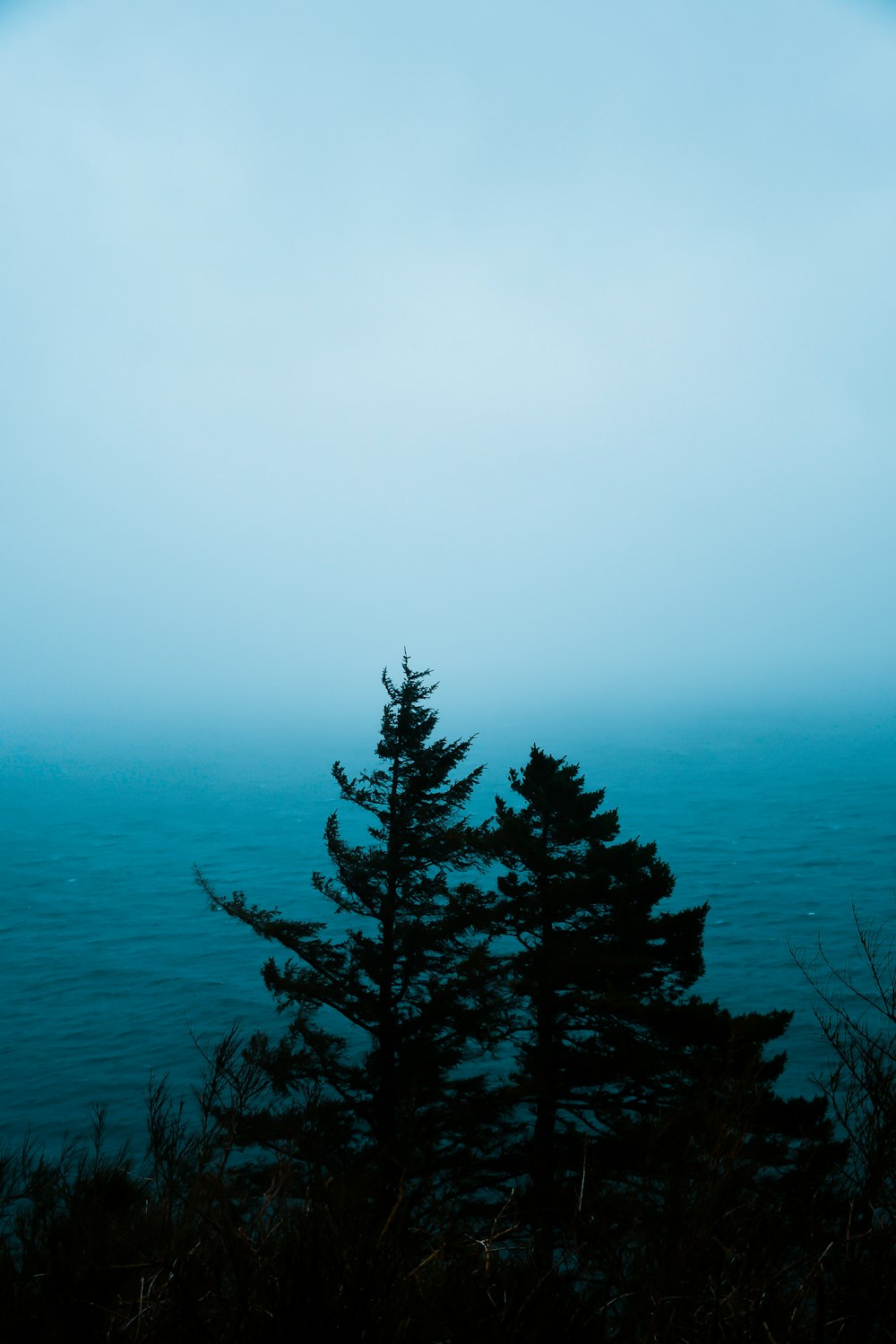 a view of a body of water with trees in the foreground